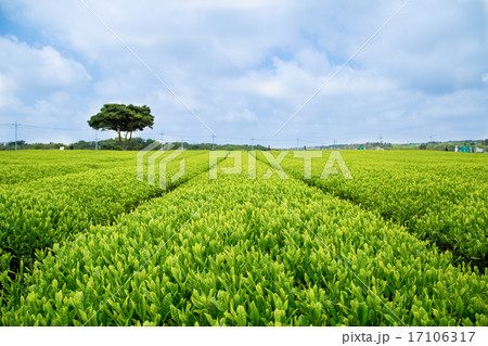 Green Tea plant Green Tea plant 17106317