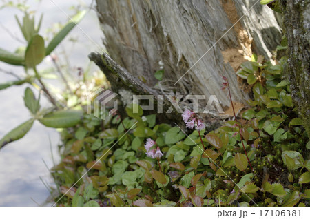 イワカガミ イワカガミ 17106381