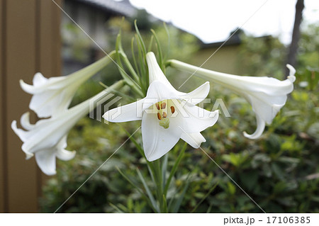 タカサゴユリとか鉄砲ユリと呼ばれる白い百合の花の写真素材