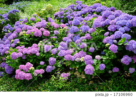 紫陽花の花 17106960