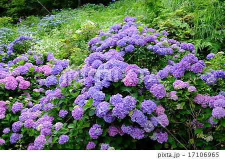 紫陽花の花 紫陽花の花 17106965