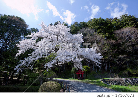 片品桜01 片品桜01 17107073
