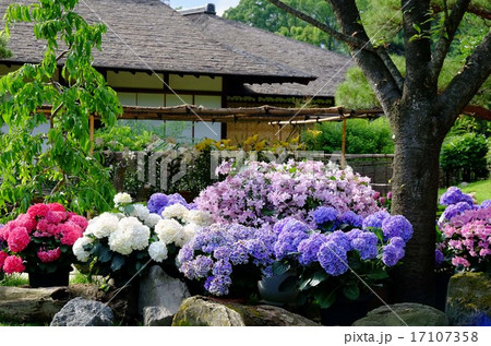 紫陽花の花 紫陽花の花 17107358