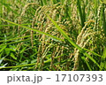 稲 17107393