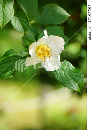 沙羅の花 沙羅の花 17107507