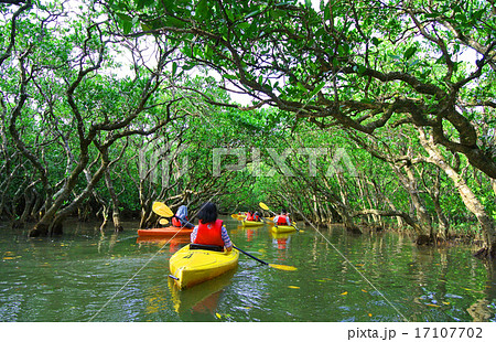 奄美のマングローブをカヤック(カヌー)で進む 奄美のマングローブをカヤック(カヌー)で進む 17107702