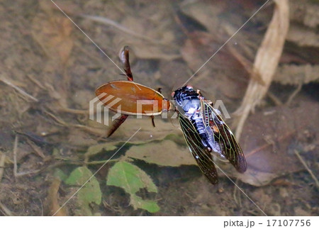 セミを捕食したゲンゴロウ セミを捕食したゲンゴロウ 17107756