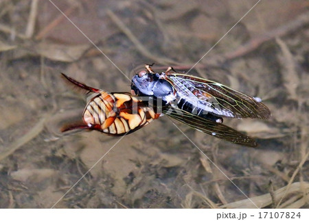 セミを捕食したゲンゴロウ 17107824