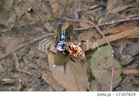 セミを捕食したゲンゴロウ 17107829