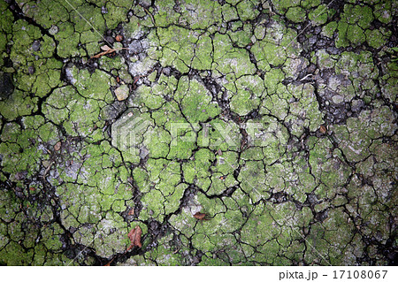 Crack dirt with green plant Crack dirt with green plant 17108067