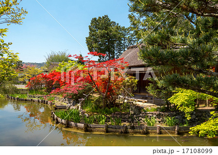 霧島躑躅 - 梅宮大社 霧島躑躅 - 梅宮大社 17108099