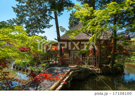 霧島躑躅 - 梅宮大社 霧島躑躅 - 梅宮大社 17108100