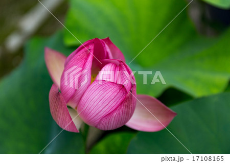 蓮 - 法金剛院 17108165