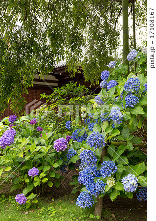 紫陽花 - 法金剛院 17108167