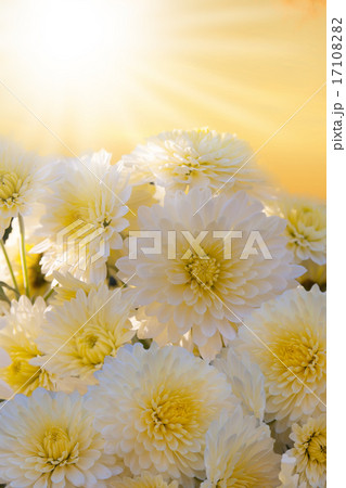 white autumnal chrysanthemum background 17108282