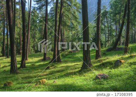 forest forest 17108395