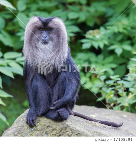 Lion-tailed Macaque (Macaca silenus) 17108591