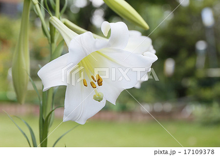 タカサゴユリとか鉄砲ユリと呼ばれる白い百合の花の写真素材