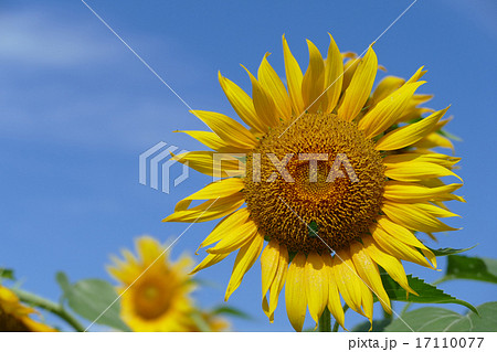 座間 ひまわり 座間 ひまわり 17110077