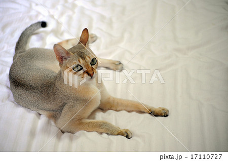 猫 猫 17110727