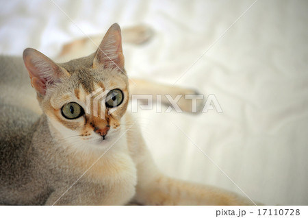 猫 猫 17110728