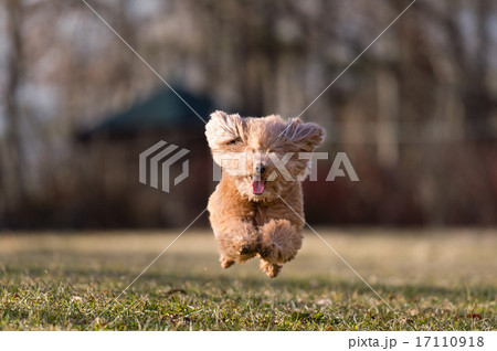走る犬～トイプードル～ 17110918
