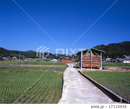 淡路島名物、玉ねぎ小屋（兵庫県南あわじ市の阿万付近） 17110936