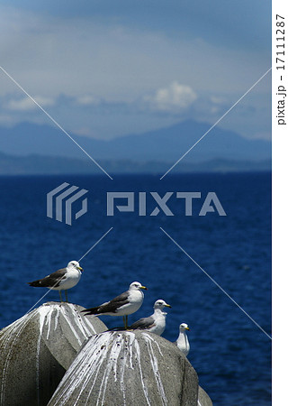 ウミネコ 17111287