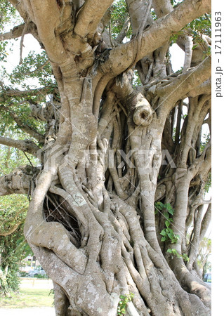 太い枝の木の写真素材