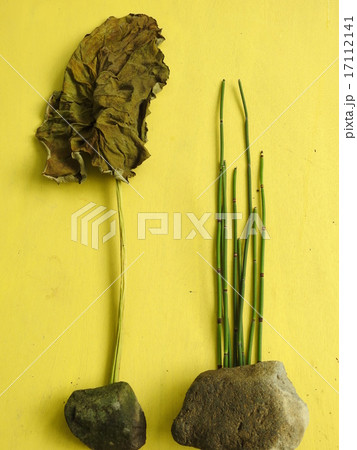 花模様 トクサ、里芋 花模様 トクサ、里芋 17112141