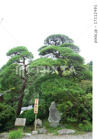宝登山神社　相生の松 17112491