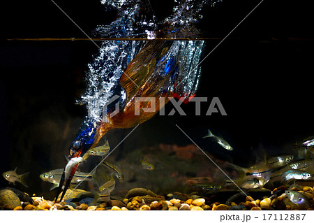 Blue-eared Kingfisher (male) 17112887