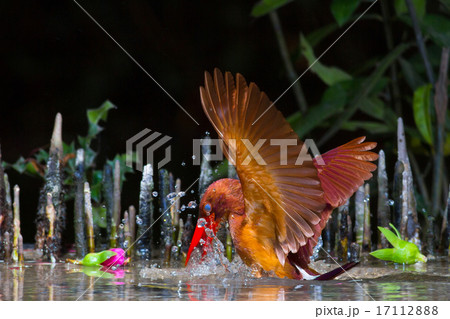 Ruddy Kingfisher Ruddy Kingfisher 17112888