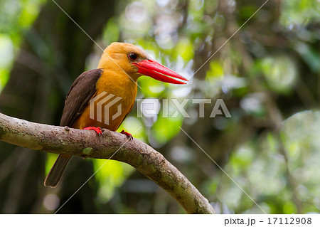Brown-winged Kingfisher 17112908