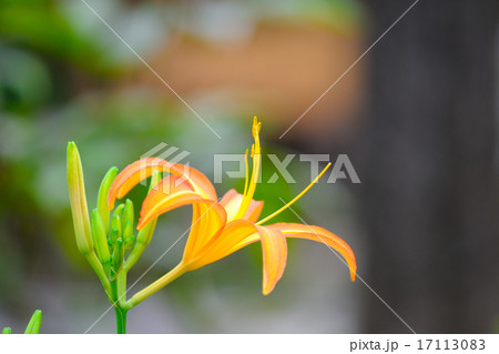 ノカンゾウ ノカンゾウ 17113083