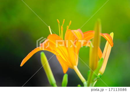 ノカンゾウ 17113086