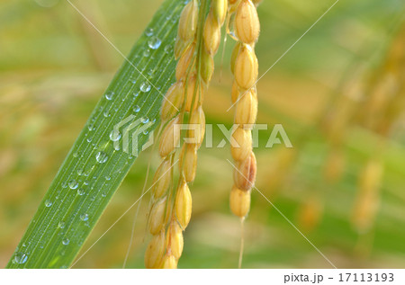 秋　稲穂 17113193