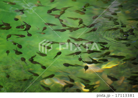 モリアオガエルのオタマジャクシ 17113381