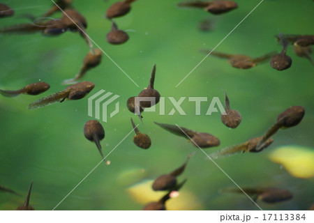 モリアオガエルのオタマジャクシ モリアオガエルのオタマジャクシ 17113384