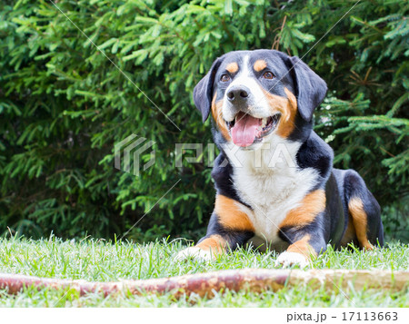 Sennenhund waiting for his boss to play with him Sennenhund waiting for his boss to play with him 17113663
