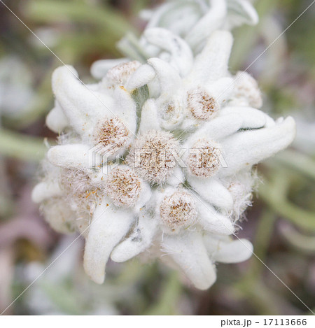 Close-up of an Edelweiss flower Close-up of an Edelweiss flower 17113666