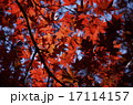 紅葉 17114157