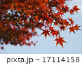 紅葉 17114158