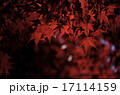 紅葉 17114159