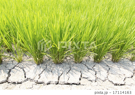 稲田の土用干し 17114163