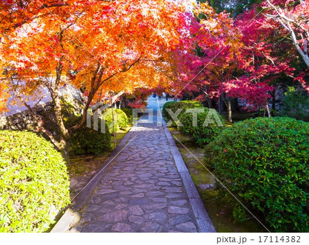 一休寺の紅葉 一休寺の紅葉 17114382