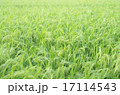 夏の田園 17114543