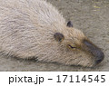 カピバラの昼寝 17114545