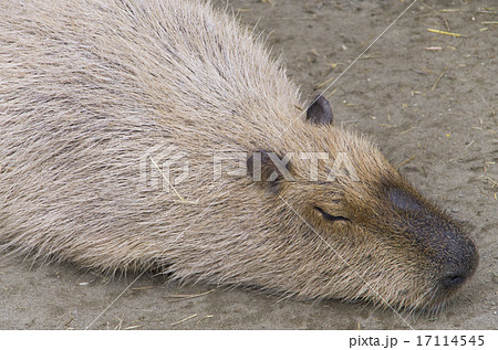 カピバラの昼寝 17114545