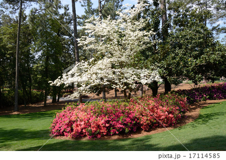 アメリカ　ゴルフ場 17114585